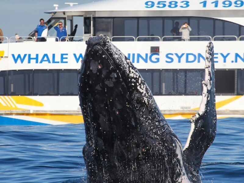 Sydney Harbour Express Whale Watching Cruise, Kemah Tickets and